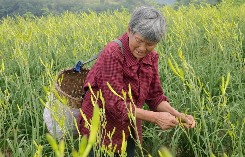 365best三招破解“忘忧草”短板 渠县黄花好花常开(图1)